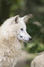 One adult Arctic wolf (Canis lupus arctos) portrait with dark background