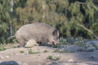 One adult wild boar or wild pig (Sus scrofa) walking over an opening with a green forest in the