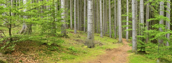 Hiking trail through spruce forest, Harz Mountains, Saxony-Anhalt, Germany, Europe