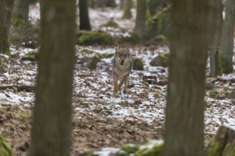 One young male eurasian gray wolf (Canis lupus lupus) running towards the camera over a forest