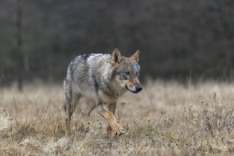 One young male eurasian gray wolf (Canis lupus lupus) running over a meadow. Dark forest in the