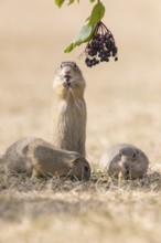 One European ground squirrel (Spermophilus citellus) or European souslik standing erected in dry