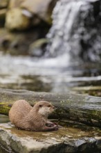 One oriental small-clawed otter or Asian small-clawed otter (Aonyx cinerea), lying on a rock