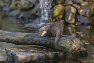 One oriental small-clawed otter or Asian small-clawed otter (Aonyx cinerea), in a creek in front of