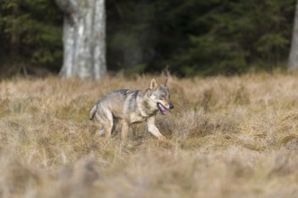 One young male eurasian gray wolf (Canis lupus lupus) running over a meadow with tall grass. A dark