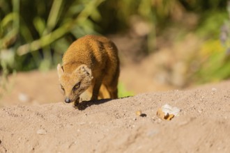 One yellow mongoose, Cynictis penicillata, or red meerkat walking over sandy terrain