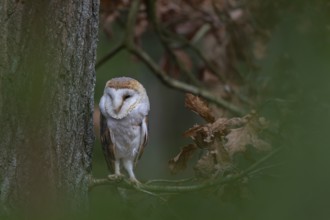 One barn owl (Tyto alba) sitting on a twig of a beech tree with some autumnal coloured leafs