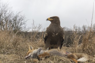 One steppe eagle, Aquila nipalensis, feeding on a carcass of a red fox. Trees and grass in the