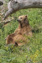 One eurasian brown bear (Ursus arctos arctos) sitting upright underneath a fallen tree and between