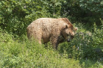 One eurasian brown bear (Ursus arctos arctos) walking over a meadow with green bushes in the