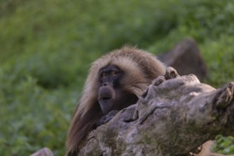 Portrait of an adult male Gelada (Theropithecus gelada), or bleeding-heart monkey, resting on a log