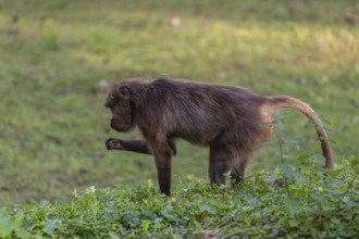 One female Gelada (Theropithecus gelada), or bleeding-heart monkey grazing on a green meadow