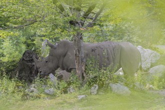 One white rhinoceros or square-lipped rhinoceros (Ceratotherium simum) standing under a tree