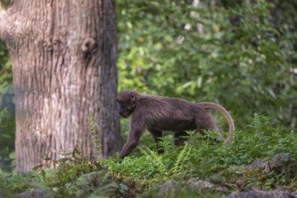 One adult female Gelada (Theropithecus gelada), or bleeding-heart monkey walking through riverine