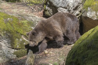 One adult male eurasian brown bear (Ursus arctos arctos) walking between mossy rocks in bright