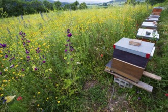 Honey Beehives standing at the edge of a flowering meadow, the plants have been specially sown for