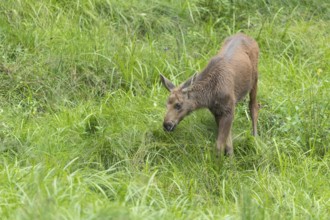 Moose (Alces alces) calf standing on a wet meadow. Green grass around