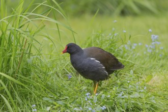 One common moorhen (Gallinula chloropus), also known as the waterhen or swamp chicken, standing