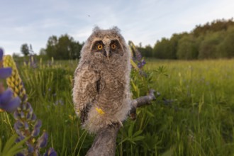 One young long-eared owl (Asio otus), sitting on a branch that is lying in a field of flowering