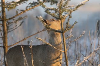 Roe deer between fir trees with hoar frost on the ground at minus 15 °C. Feeding on the needles