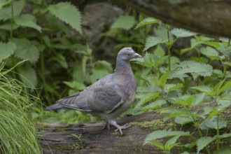 One common wood pigeon (Columba palumbus) standing on a fallen tree. Green vegetation in the