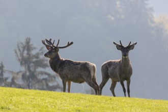 2 Red Deer stags, Cervus elaphus, early morning, backlight, 2 male. Fog in background