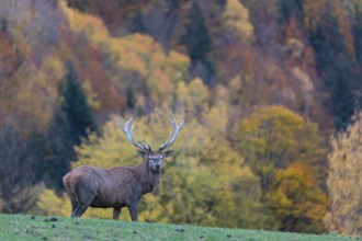 One red deer stag (Cervus elaphus) standing on a meadow on hilly ground. A forest in fall foliage