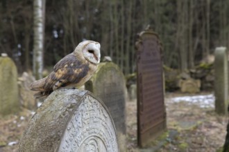 One barn owl (Tyto alba) perched on a very old gravestone in a forest. Green vegetation in the