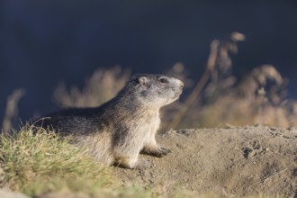 One adult Alpine Marmot, Marmota marmota, resting on a rim of a soil, observing his surrounding