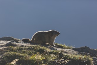 One adult Alpine Marmot, Marmota marmota, sitting in green grass, backlit against a grey background