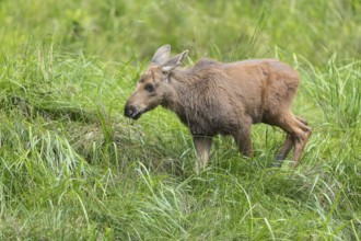 Moose (Alces alces) calf standing on a wet meadow. Green grass around