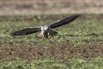 Common buzzard (Buteo buteo), flying, Emsland, Lower Saxony, Germany, Europe