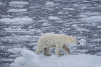 Polar bear (Ursus maritimus) on the pack ice at 82 degrees north shaking water from its fur,