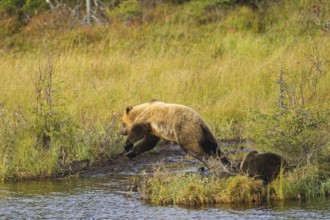 Female bear with cub (Ursus arctos), strikingly light-coloured fur, jumping over a bog ditch,