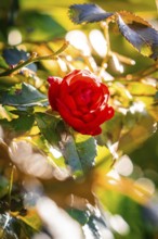 A bright red rose in the sunlight, surrounded by shiny green leaves, Calmbach, Black Forest,