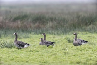 White-fronted Geese (Anser albifrons), East Frisia, Lower Saxony, Germany, Europe