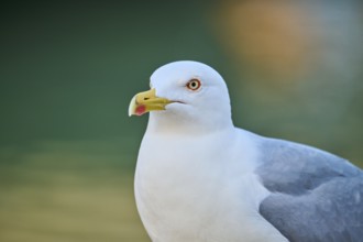 Yellow-legged gull (Larus michahellis), portrait, Venice, Italy, Europe