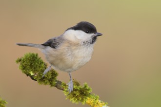 Willow Tit (Parus montanus), sitting on a branch overgrown with lichen, Wildlife, Animals, Birds,