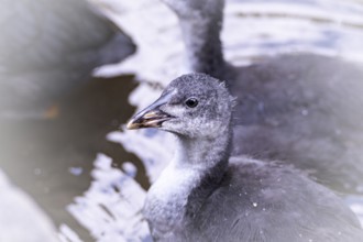 Eurasian Coot chicks (Fulica atra) playing in the water, bird's eye view, close-up, top view,