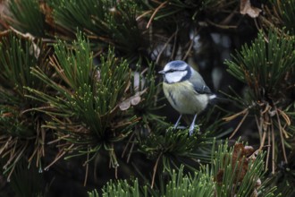 Blue tit (Parus caerulea), Emsland, Lower Saxony, Germany, Europe