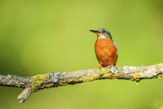 Common kingfisher (Alcedo atthis) sitting on a branch with autumncolours, wildife, Catalonia,