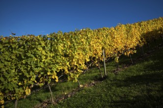 Vineyard, vines, vineyards, viticulture, autumn colouring, autumn, Kappelberg, Fellbach,