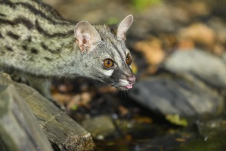 Common genet (Genetta genetta) drinking water at the shore of a lake, wildlife in a forest,