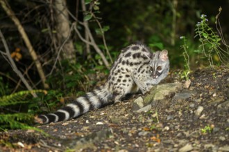 Common genet (Genetta genetta), wildlife in a forest, Montseny National Park, Catalonia, Spain,