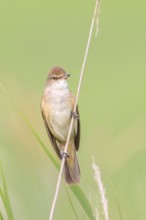 Great Reed Warbler (Acrocephalus arundinaceus), male on a reed, wildlife, migratory birds,