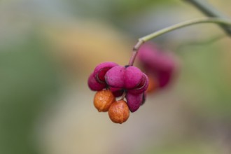 Peacock, spindle bush (Euonymus europaeus), fruit stand, Emsland, Lower Saxony, Germany, Europe