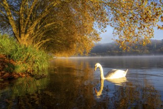 Autumnal colours at the Platanen Allee, Hardenberg Ufer, lakeside path at Lake Baldeney, near Haus