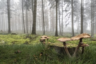 Armillaria polymyces (Armillaria ostoyae) in a foggy forest, Emsland, Lower Saxony, Germany, Europe