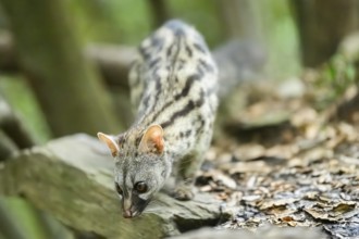 Common genet (Genetta genetta), wildlife in a forest, Montseny National Park, Catalonia, Spain,