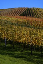 vineyard, vines, grapevines, winegrowing, autumn colouring, autumn, graphic, Strümpfelbach,